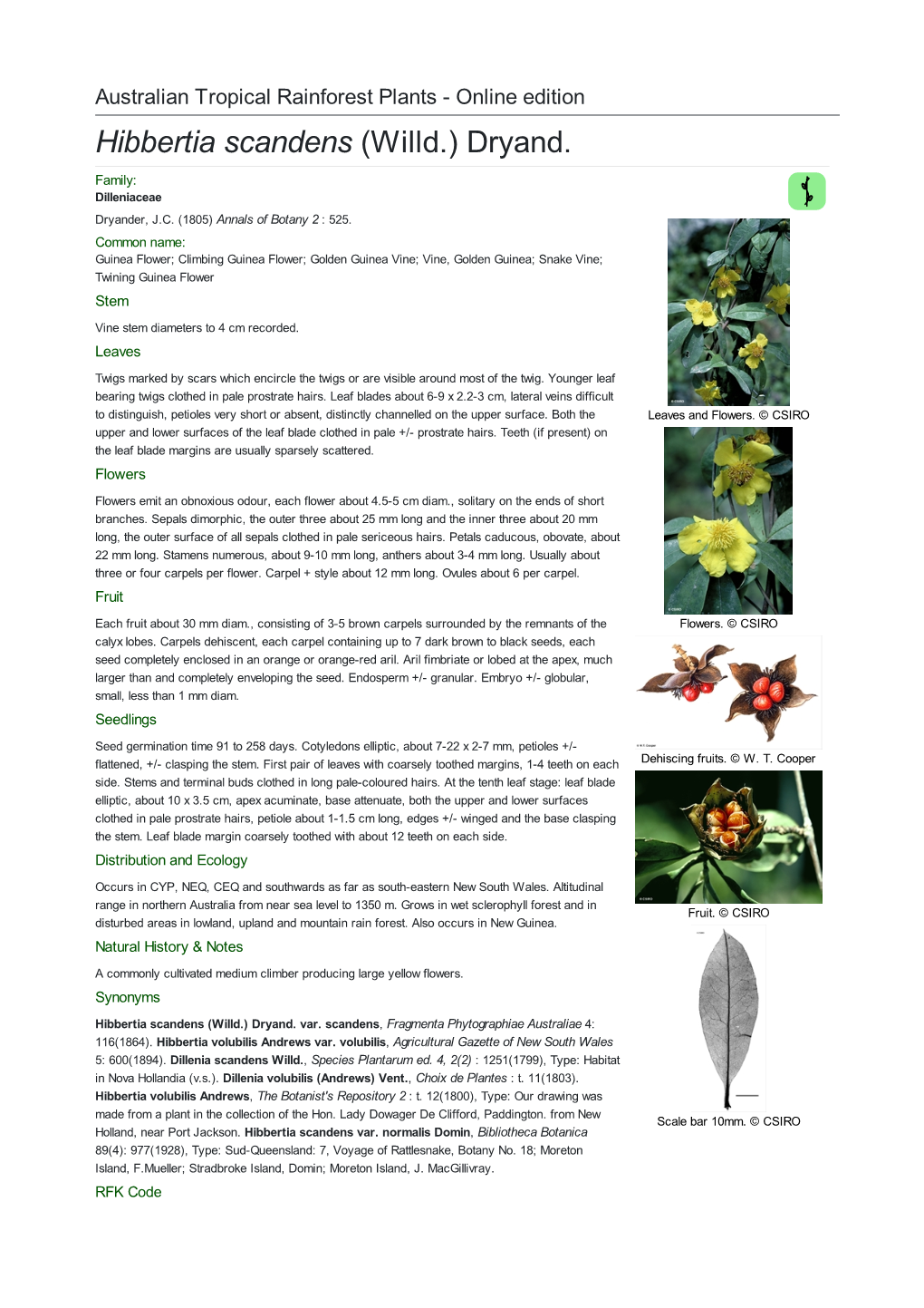 Hibbertia Scandens (Willd.) Dryand