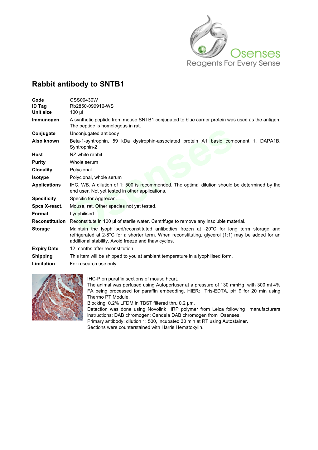 Rabbit Antibody to SNTB1