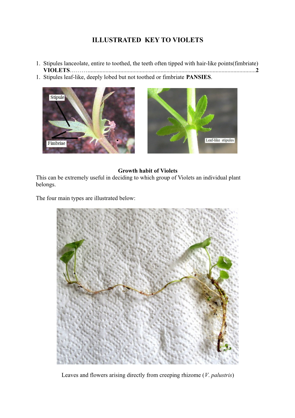 Illustrated Key to Violets