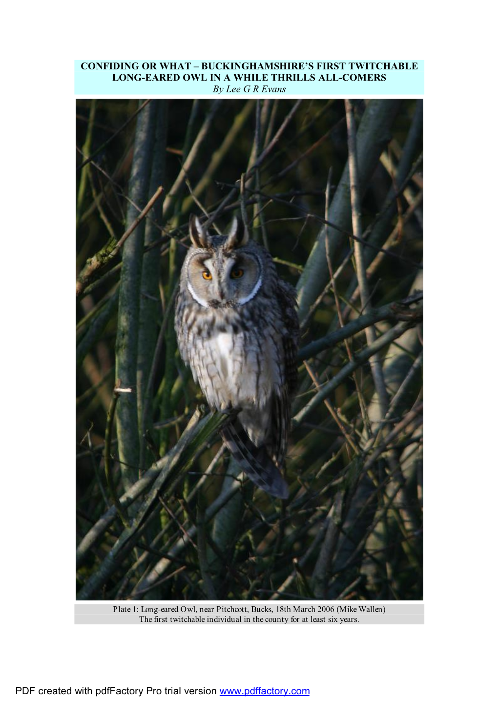 Long-Eared Owls in Bucks