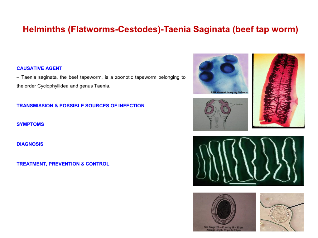 Helminths (Flatworms-Cestodes)-Taenia Saginata (Beef Tap Worm)