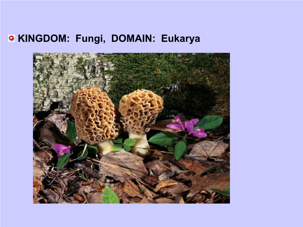 KINGDOM: Fungi, DOMAIN: Eukarya Description: Fungi Are Heterotrophs That Absorb Their Food