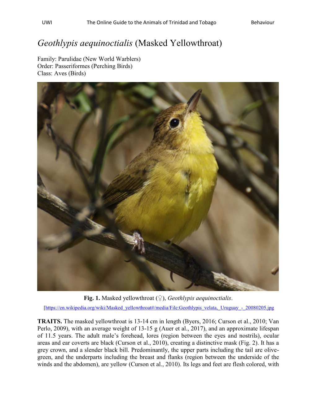 Masked Yellowthroat)