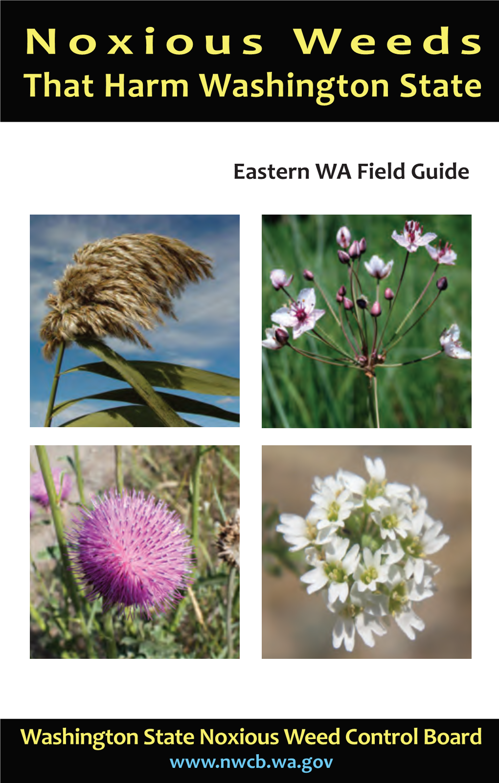 Noxious Weeds That Harm Washington State