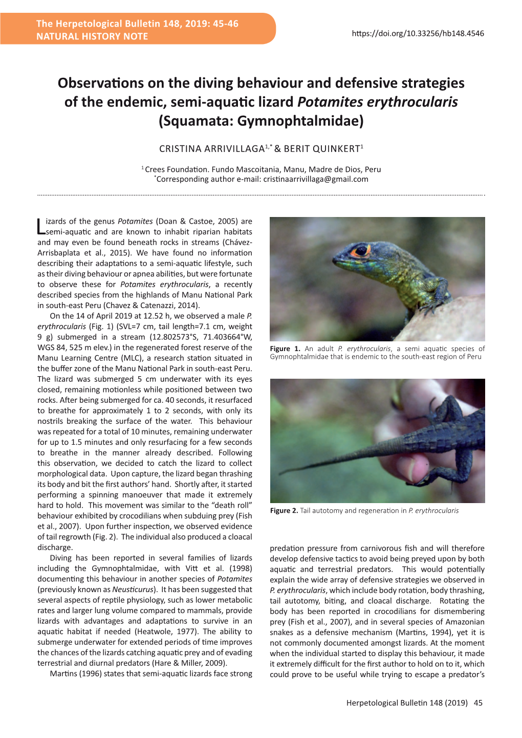 Observations on the Diving Behaviour and Defensive Strategies of the Endemic, Semi-Aquatic Lizard Potamites Erythrocularis (Squamata: Gymnophtalmidae)