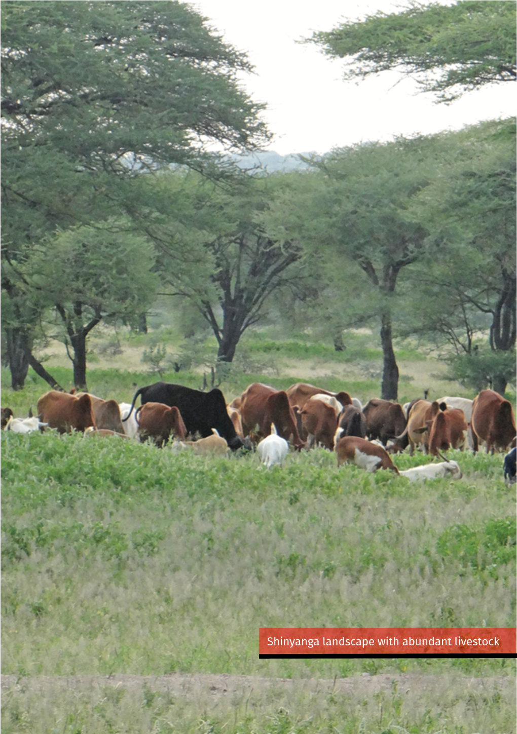 Shinyanga Landscape with Abundant Livestock