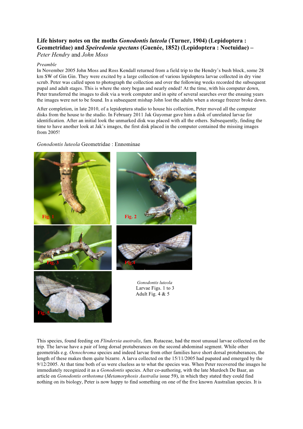 Life History Notes on the Moths Gonodontis Luteola