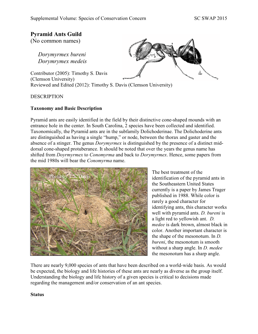 Pyramid Ants Guild (No Common Names) Dorymyrmex Bureni