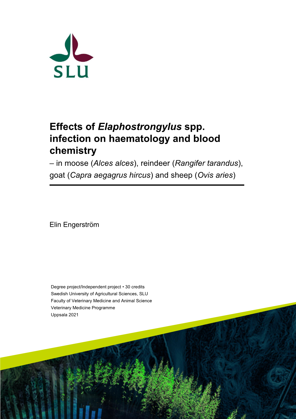 Effects of Elaphostrongylus Spp. Infection on Haematology and Blood