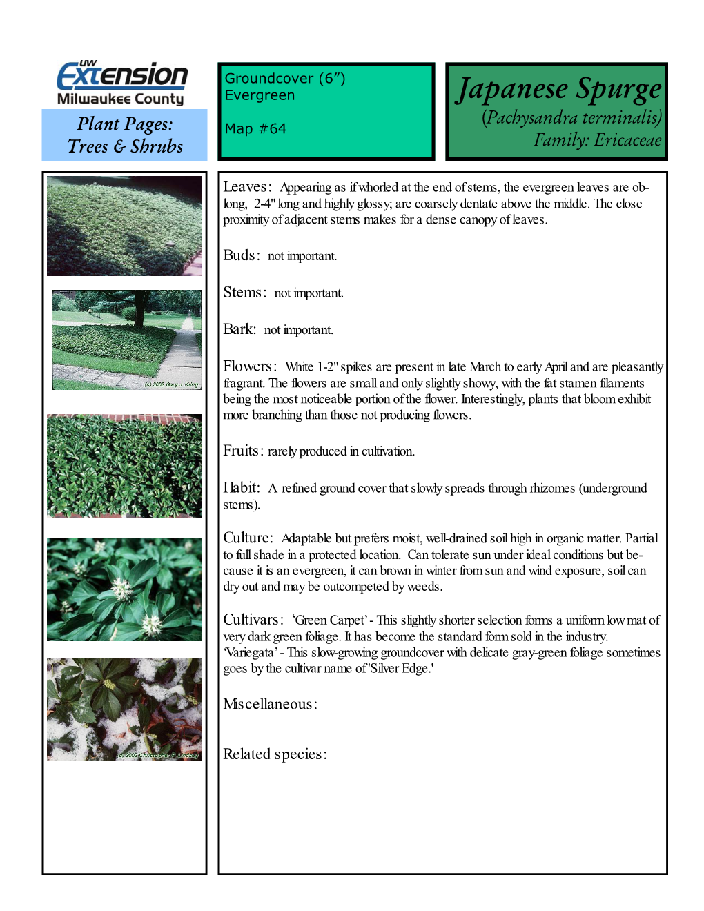 Pachysandra Terminalis) Plant Pages: Map #64 Trees & Shrubs Family: Ericaceae