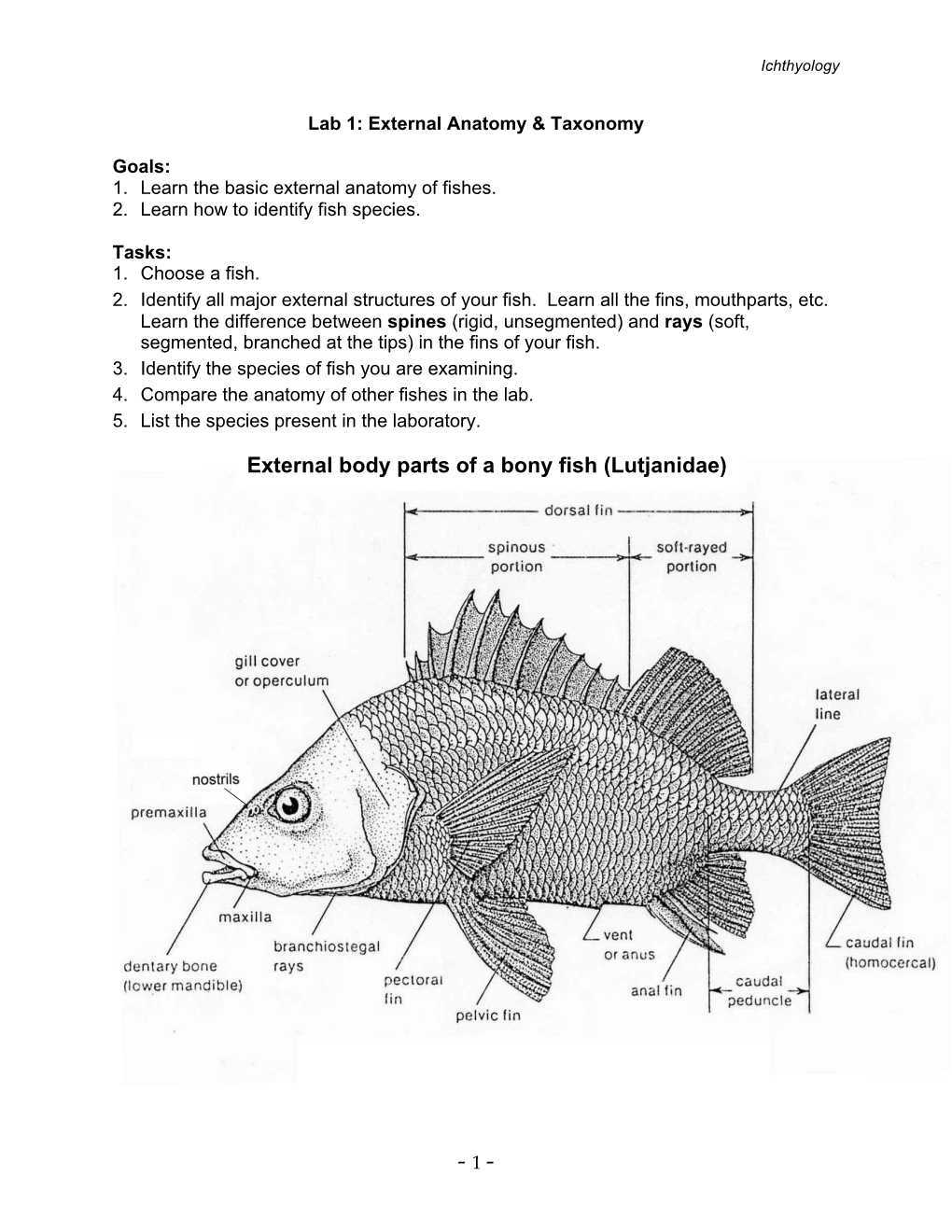 External Body Parts of a Bony Fish (Lutjanidae)