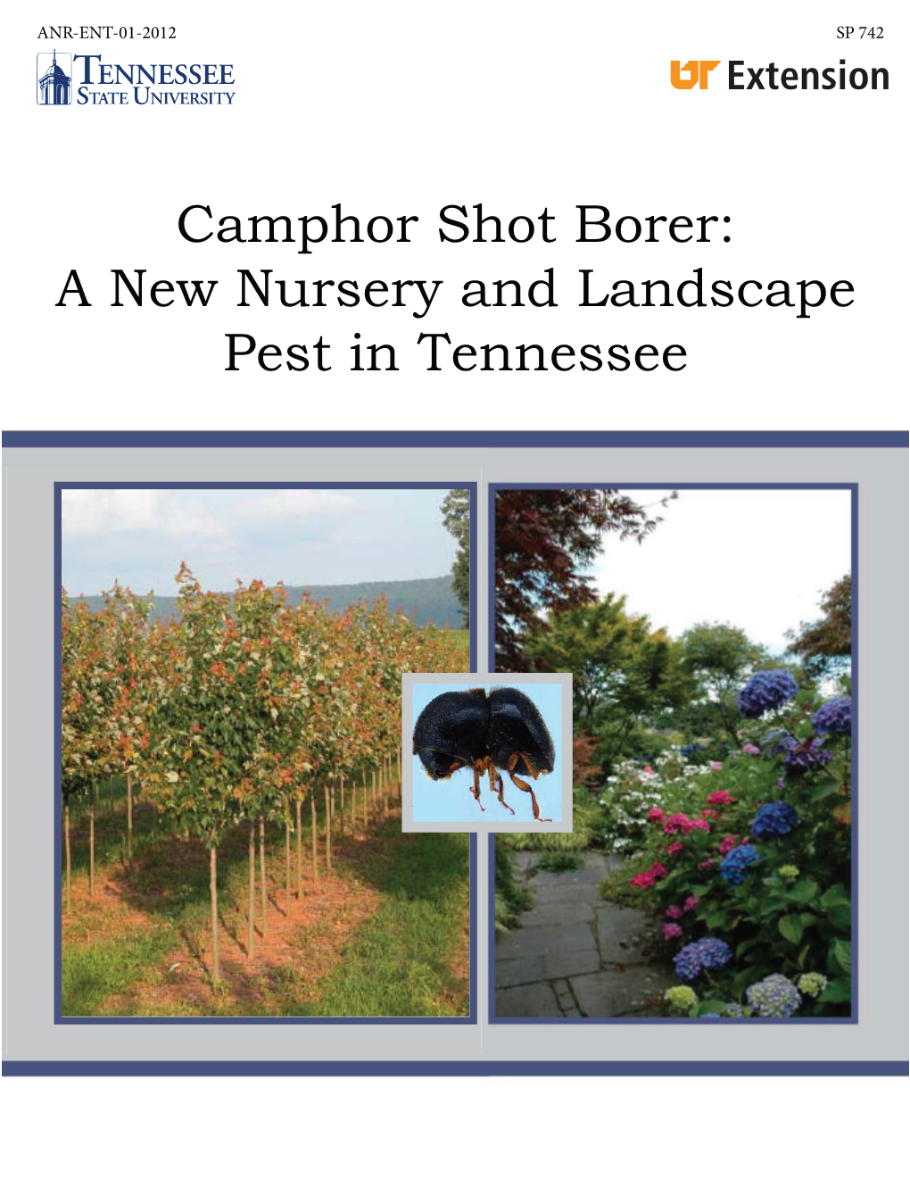 Camphor Shot Borer: a New Nursery and Landscape Pest in Tennessee Camphor Shot Borer a New Nursery and Landscape Pest in Tennessee