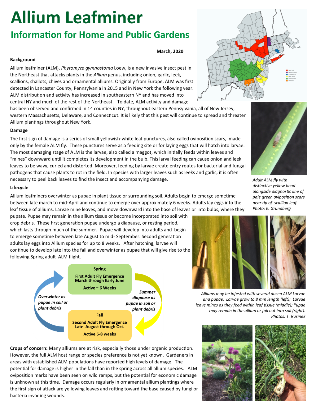 Allium Leafminer Information for Home and Public Gardens