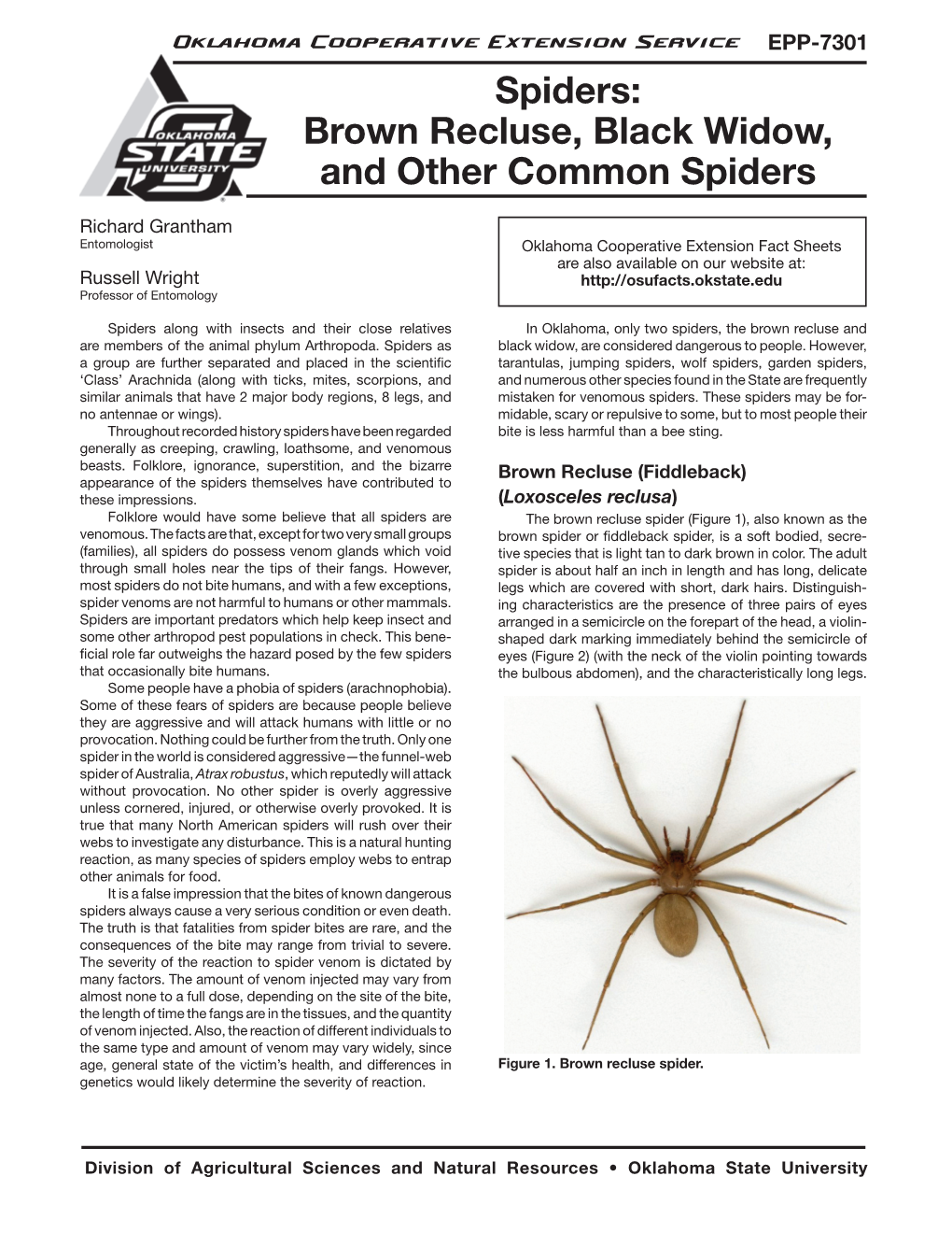 Brown Recluse, Black Widow, and Other Common Spiders