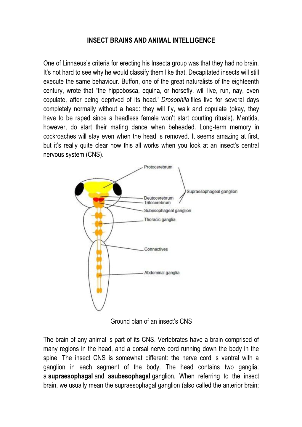 Insect Brains and Animal Intelligence