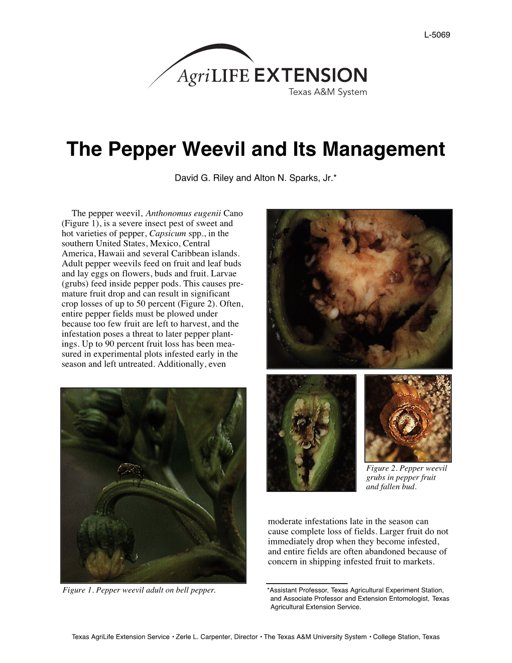 The Pepper Weevil and Its Management