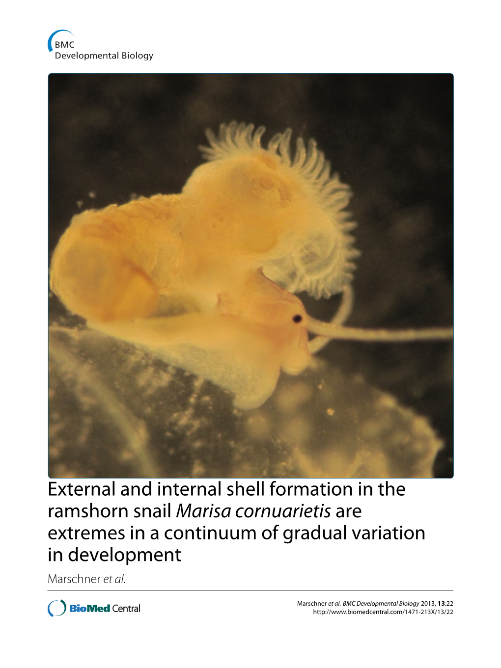 Marisa Cornuarietis Are Extremes in a Continuum of Gradual Variation in Development Marschner Et Al