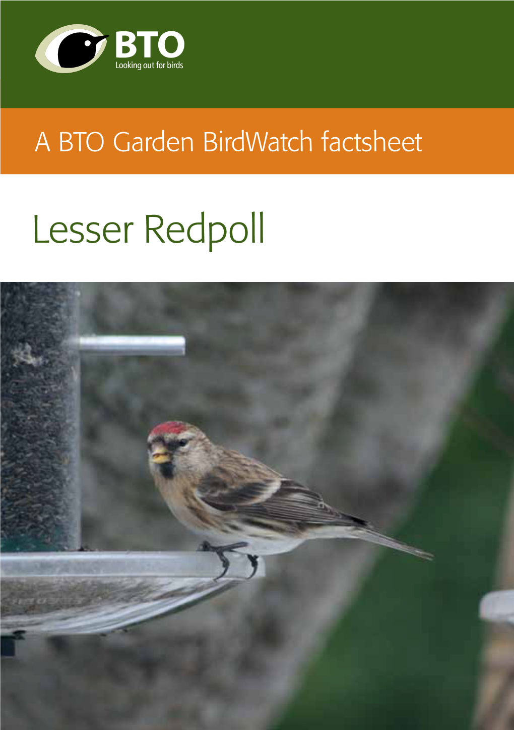 Lesser Redpoll the Delightful Lesser Redpoll Is Sweeping Into the Nation’S Gardens