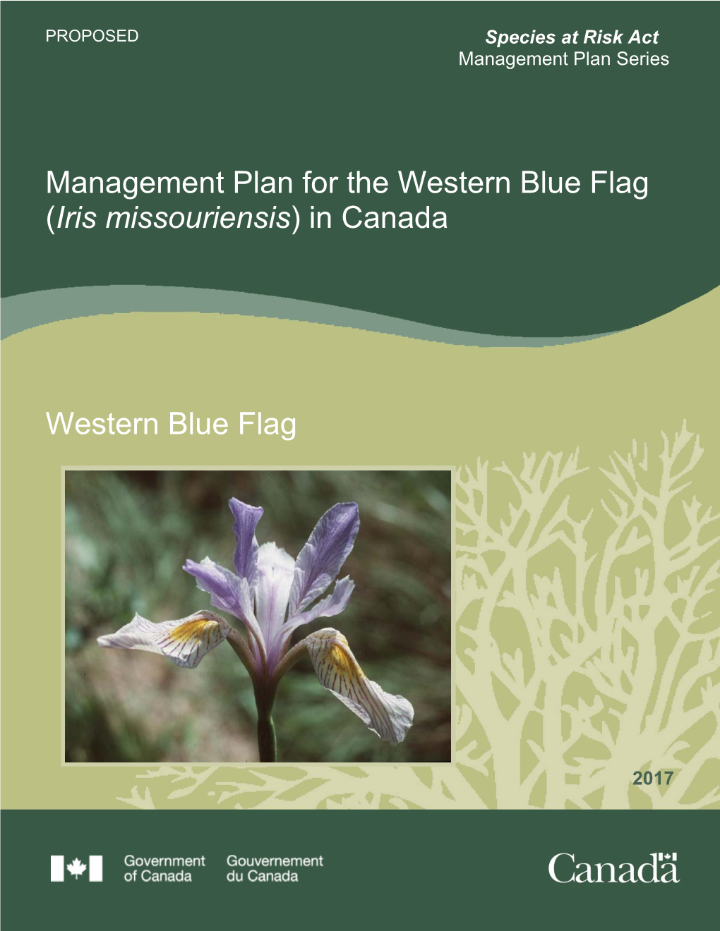 Western Blue Flag (Iris Missouriensis) in Canada