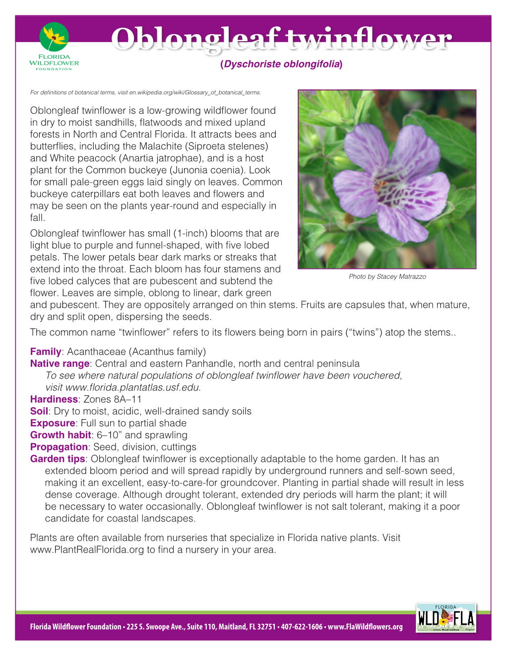 Oblongleaf Twinflower (Dyschoriste Oblongifolia)