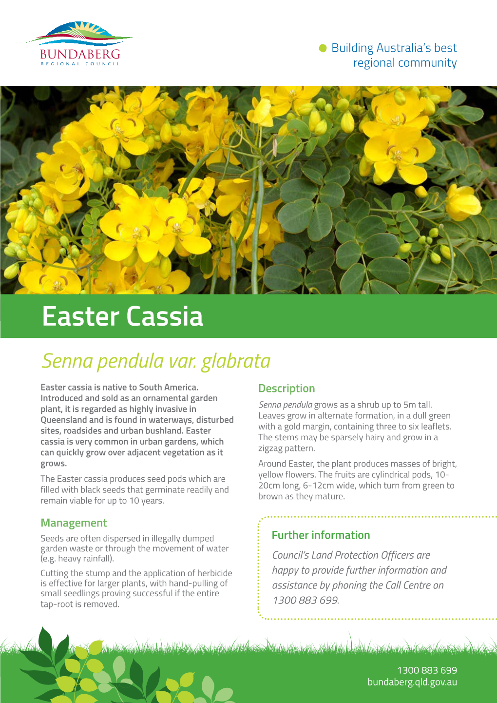 Easter Cassia Senna Pendula Var