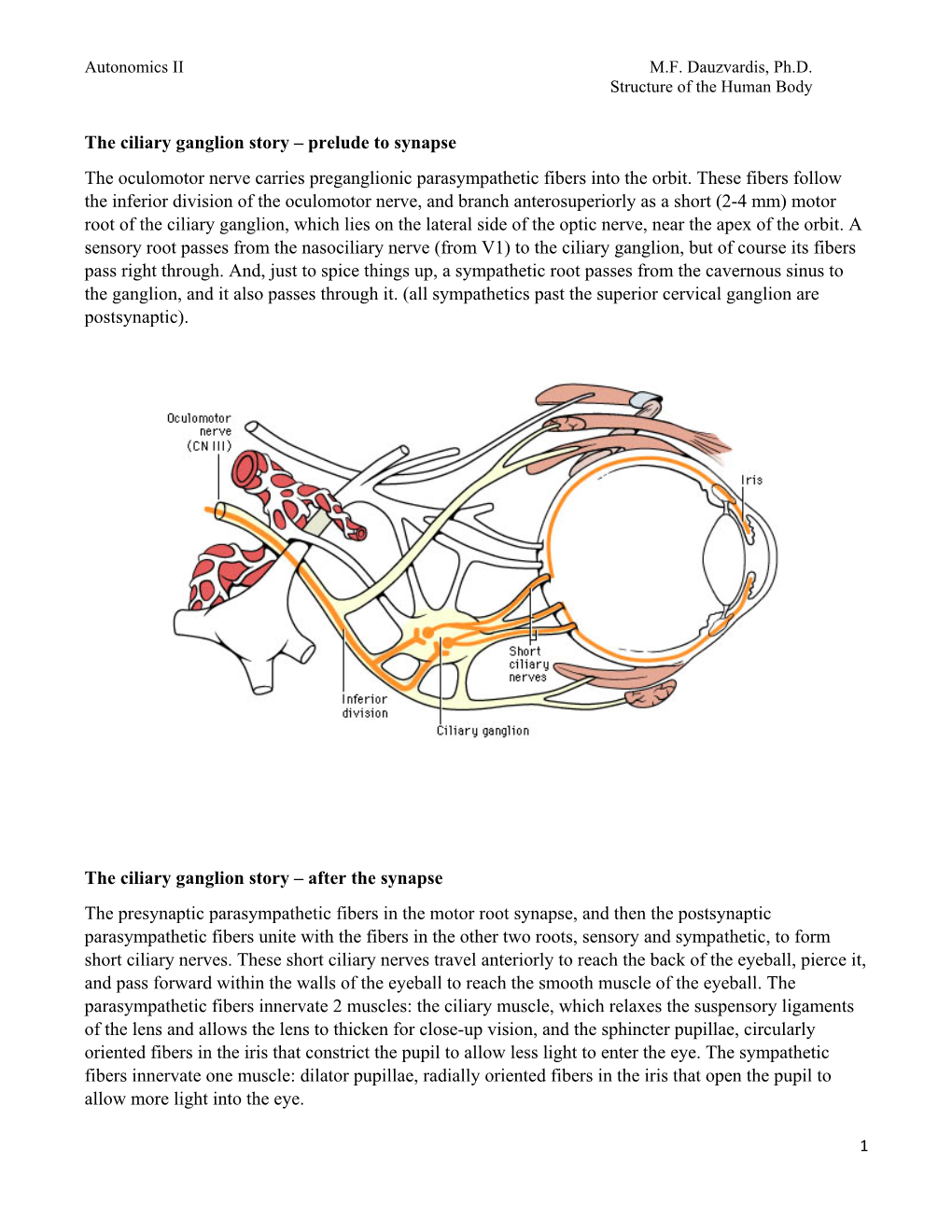 The Ciliary Ganglion Story – Prelude to Synapse the Oculomotor Nerve Carries Preganglionic Parasympathetic Fibers Into the Orbit