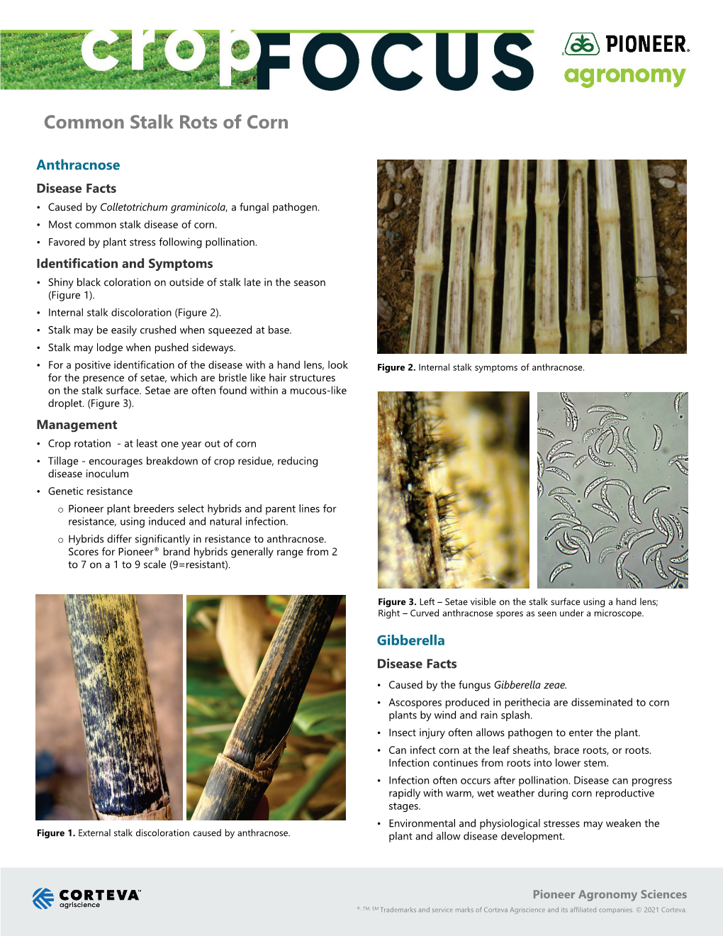 Common Stalk Rots of Corn