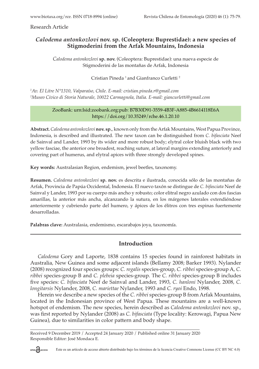 Coleoptera: Buprestidae): a New Species of Stigmoderini from the Arfak Mountains, Indonesia