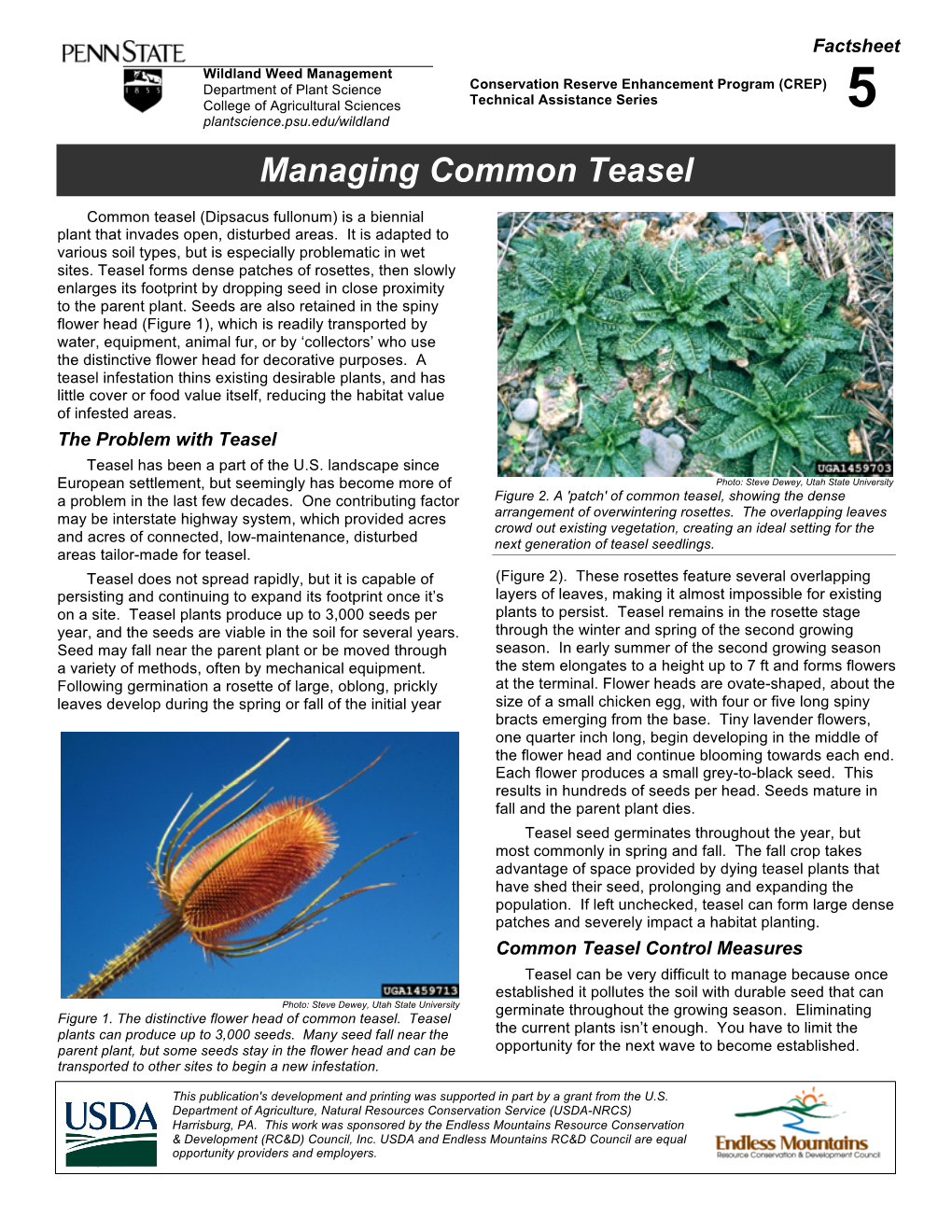 Managing Common Teasel