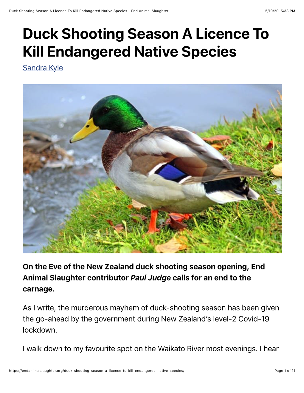 Duck Shooting Season a Licence to Kill Endangered