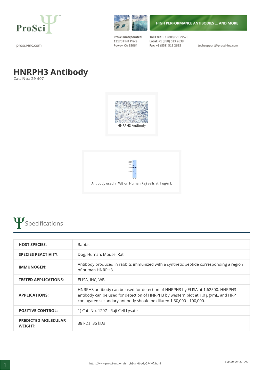 HNRPH3 Antibody Cat