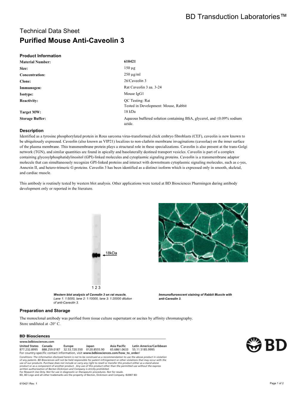 BD Transduction Laboratories™ Purified Mouse Anti-Caveolin 3