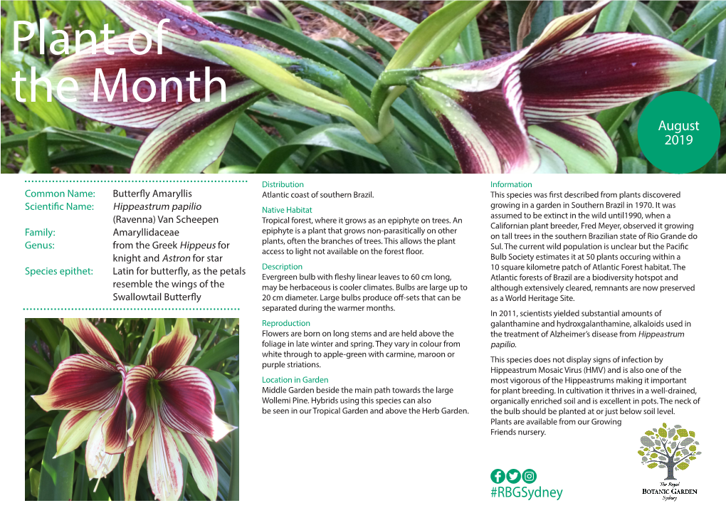 Plant of the Month August 2019