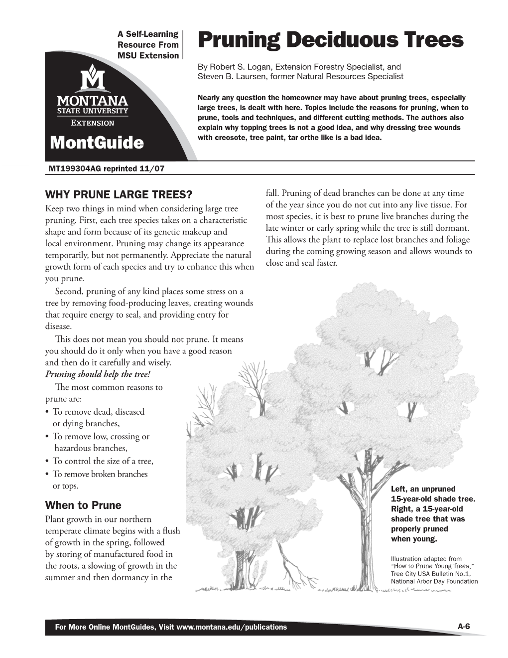 Pruning Deciduous Trees