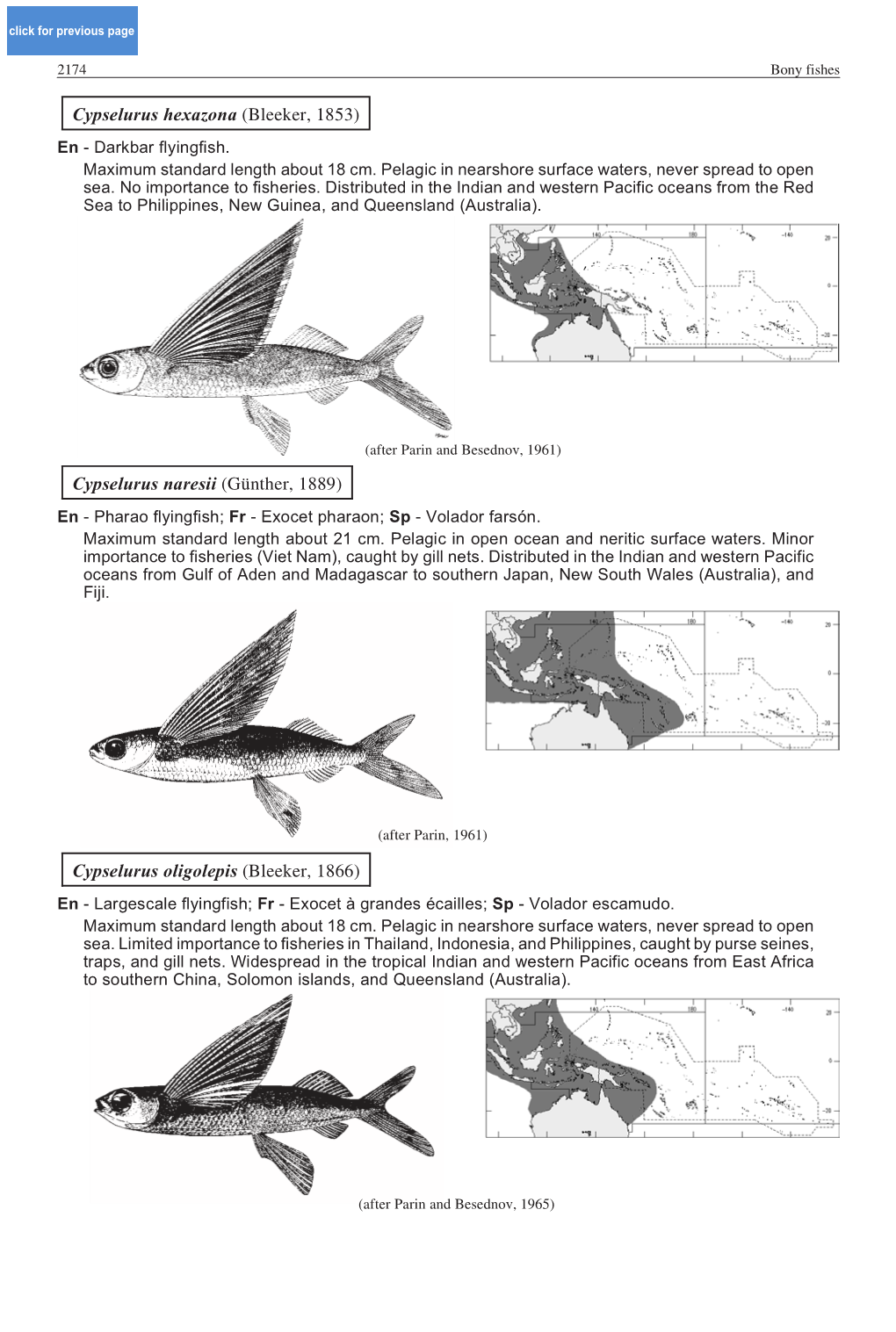 Cypselurus Oligolepis (Bleeker, 1866) En - Largescale Flyingfish; Fr - Exocet À Grandes Écailles; Sp - Volador Escamudo