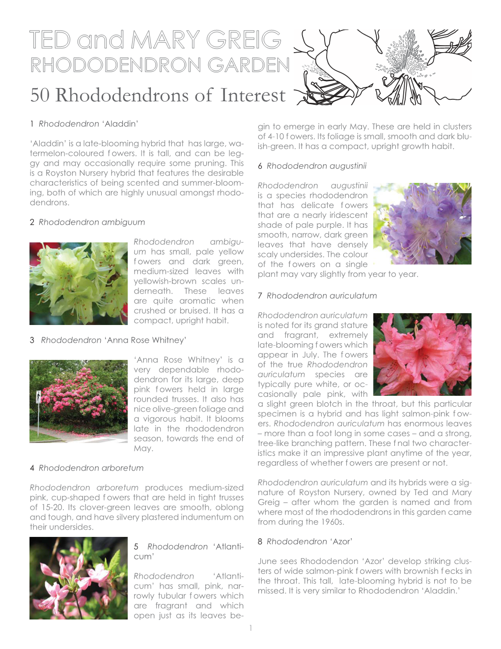 Rhododendrons of Interest