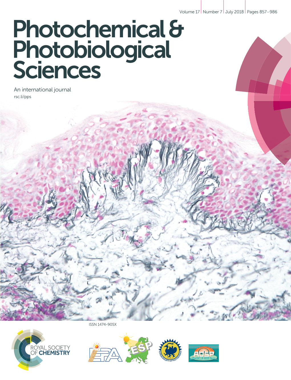 Differential Reorganisation of Cutaneous Elastic Fibres