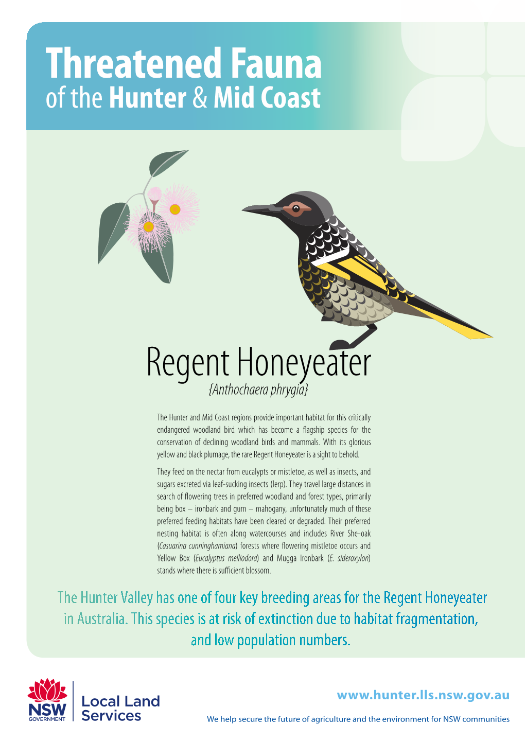 Regent Honeyeater Threatened Species