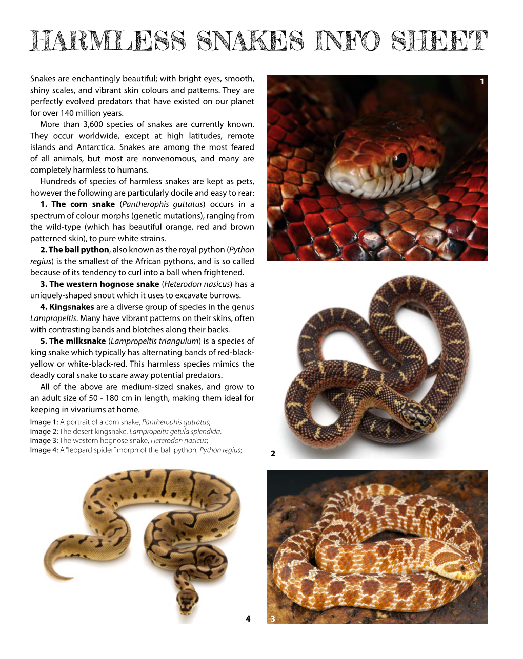 Harmless Snakes Info Sheet