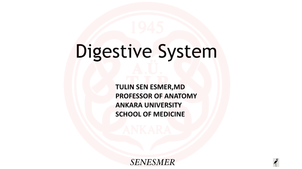 Digestive System Resimsiz