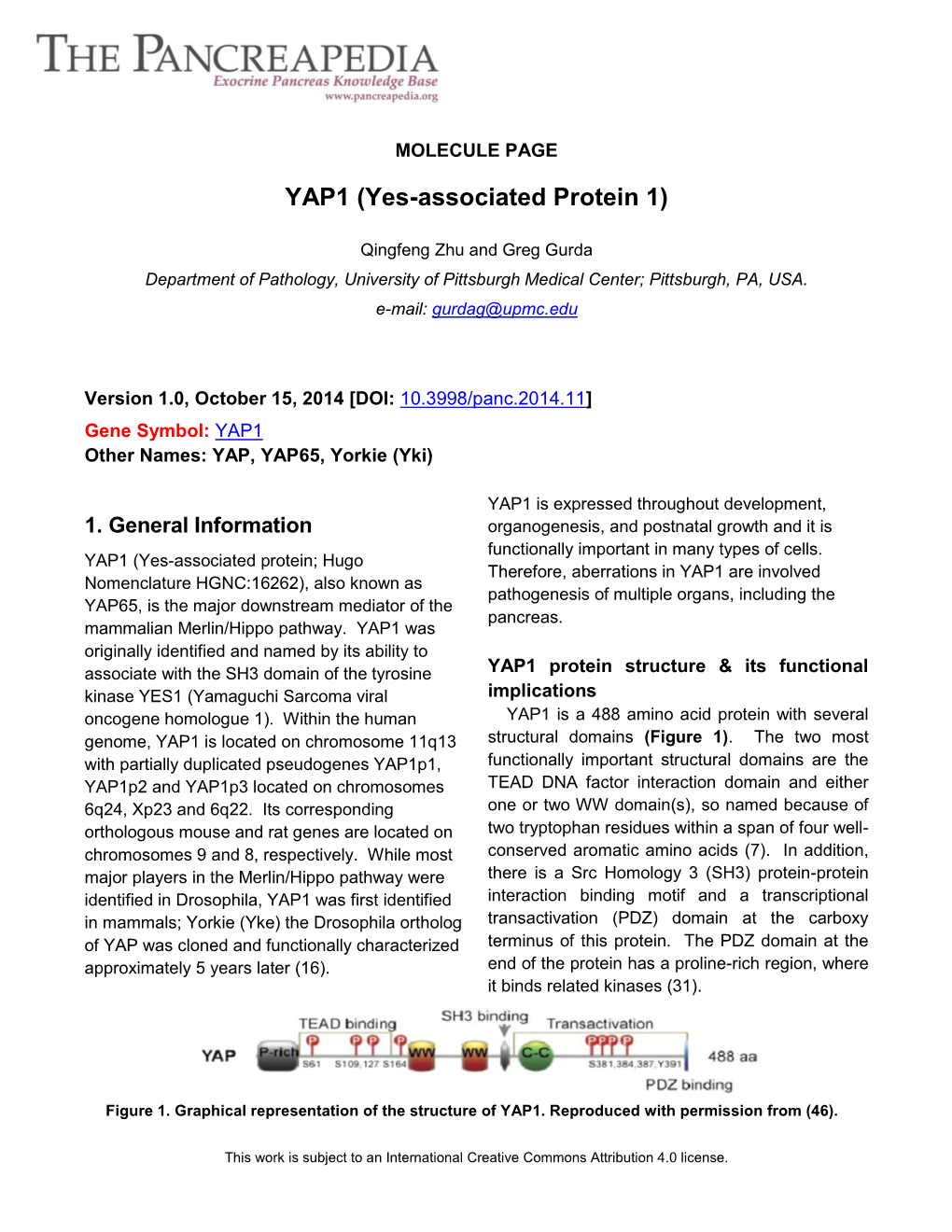 YAP1 (Yes-Associated Protein 1)