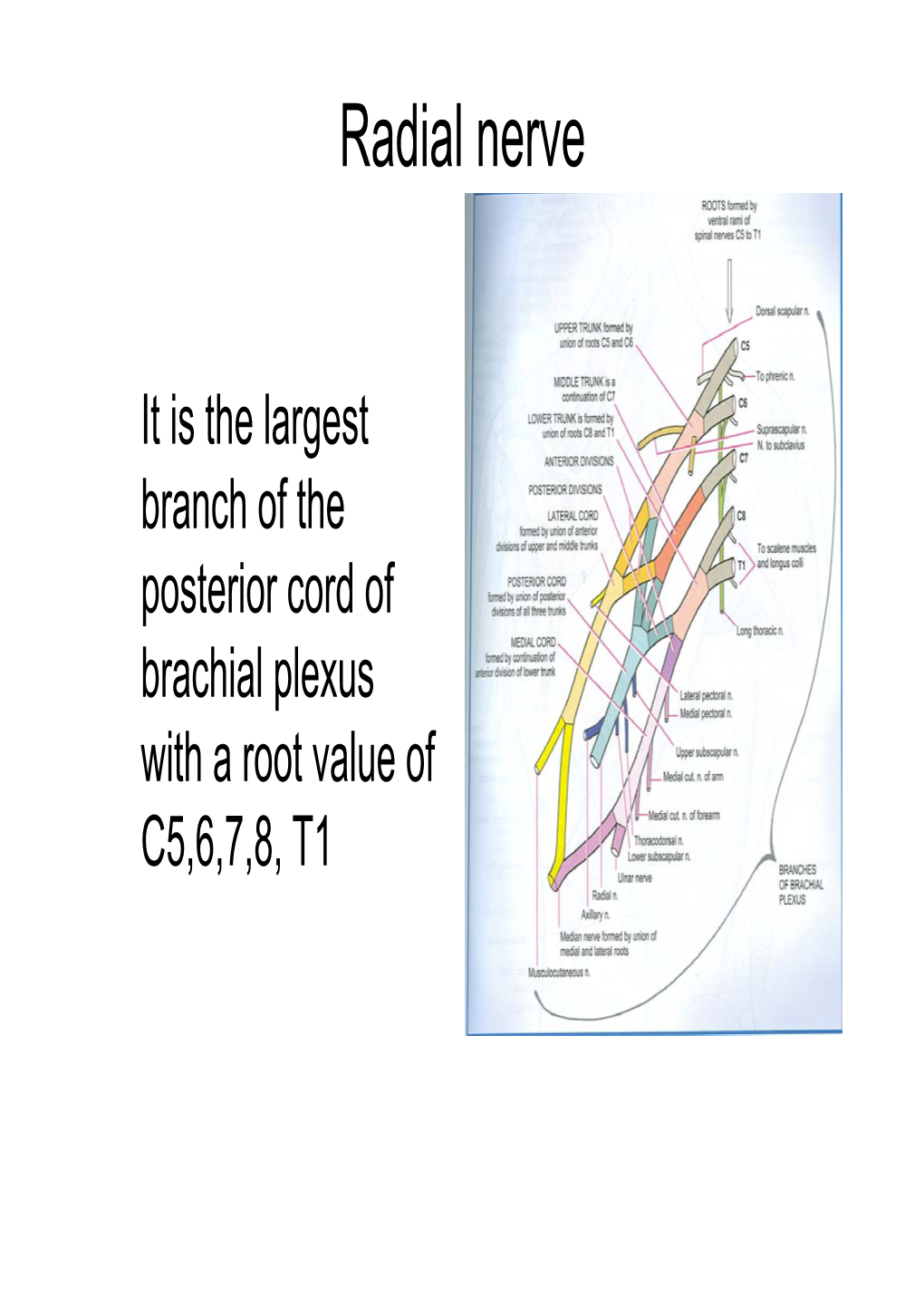 UL-Radial Nerve