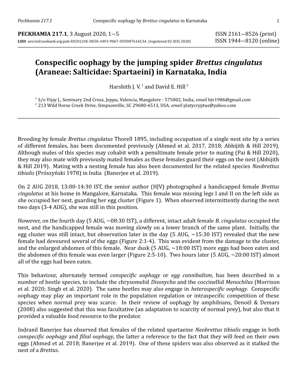 Conspecific Oophagy by the Jumping Spider Brettus Cingulatus (Araneae: Salticidae: Spartaeini) in Karnataka, India