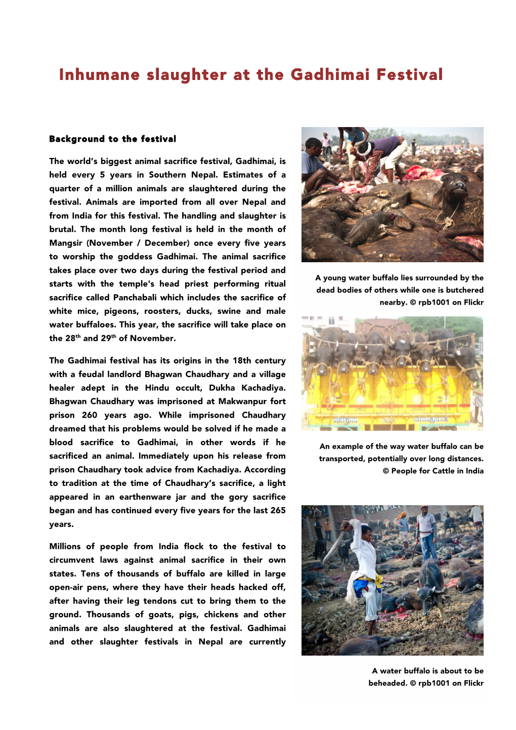 Inhumane Slaughter at the Gadhimai Festival