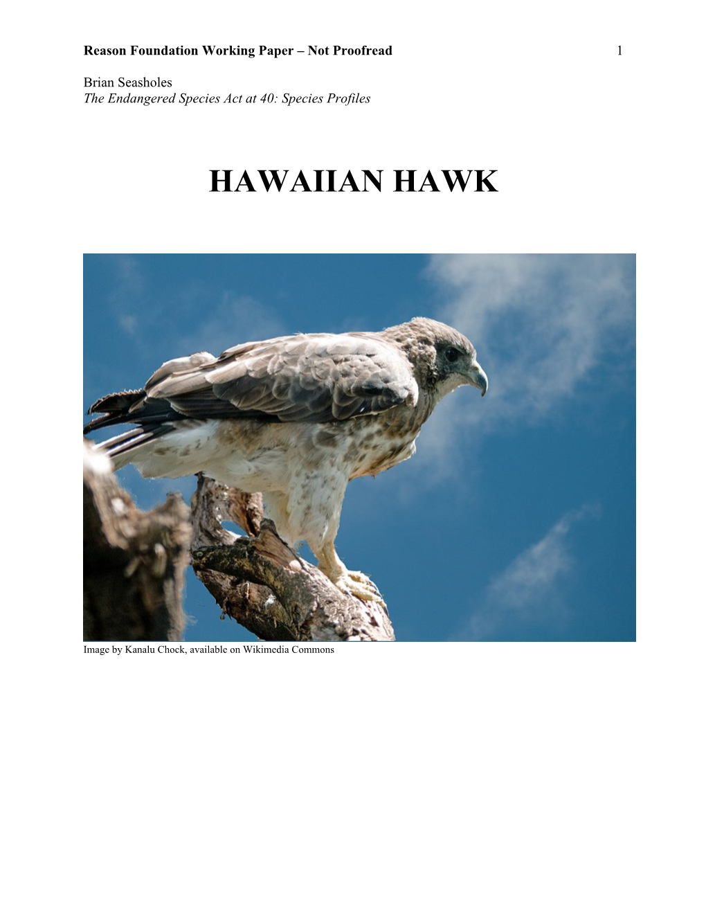 Hawaiian Hawk