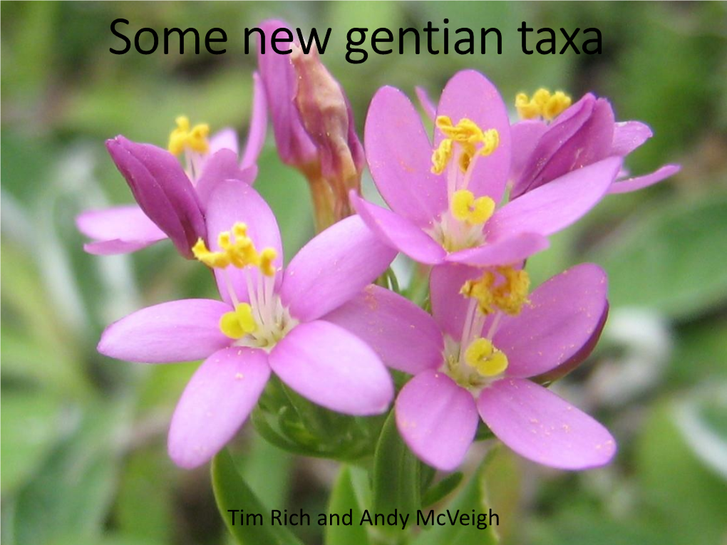 Some New Gentian Taxa