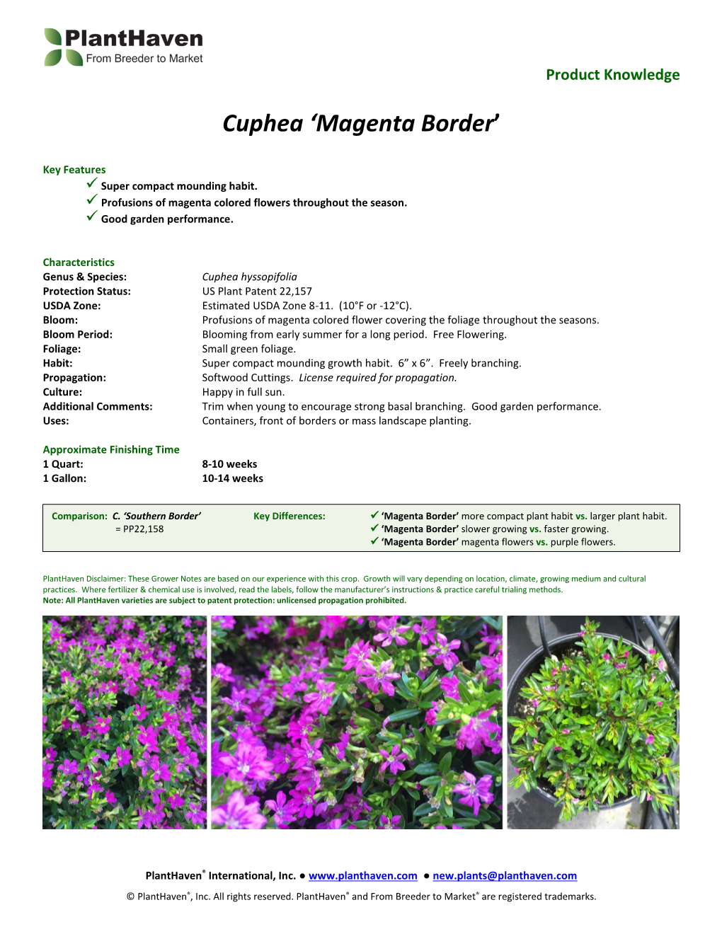 Cuphea 'Magenta Border'