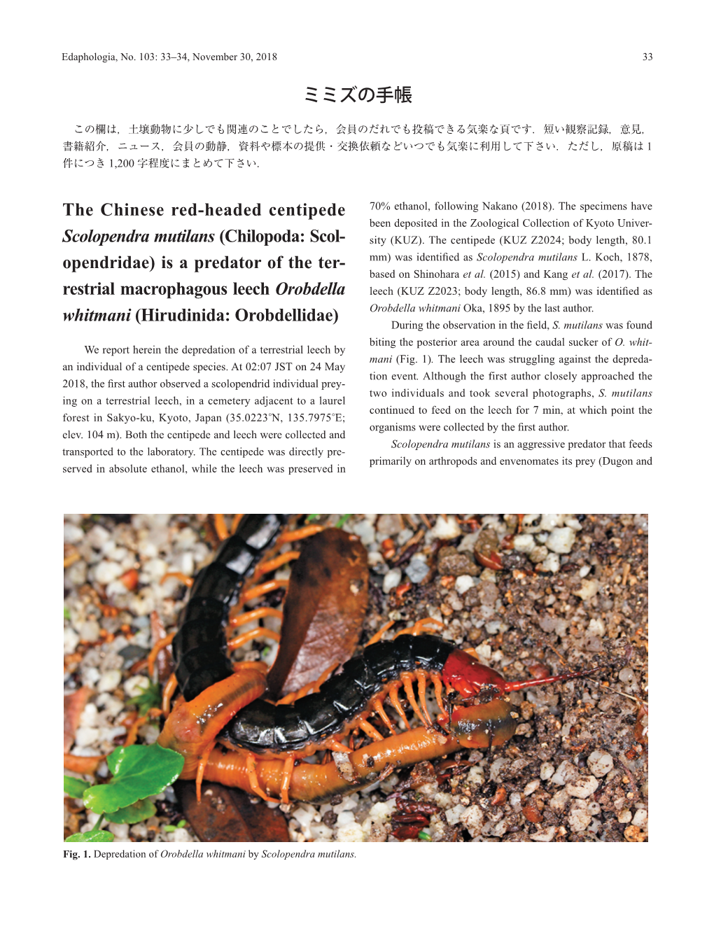 The Chinese Red-Headed Centipede Scolopendra Mutilans