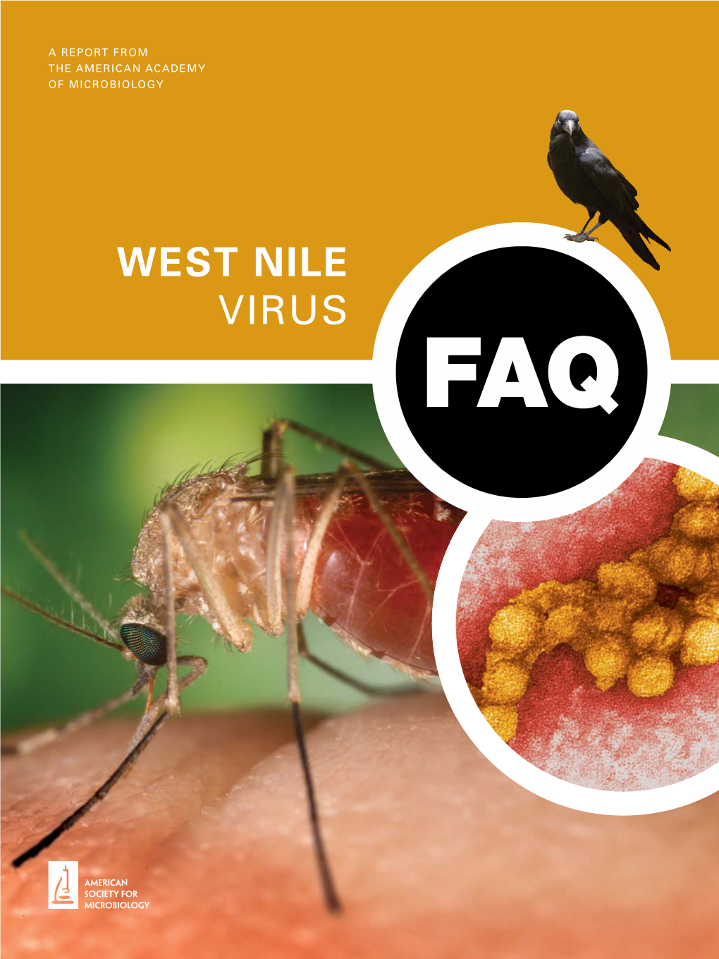 WEST NILE VIRUS ABOUT ASM Faqs STEERING COMMITTEE: Michael Gale, Ph.D