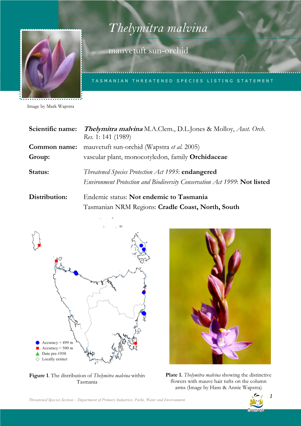 Thelymitra Malvina (Mauvetuft Sun-Orchid)